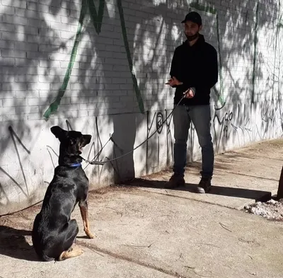 Adestrador de cachorro em Extrema