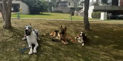 Adestrador de cachorro em Itapeva