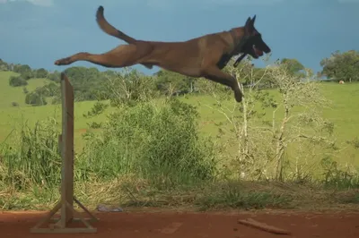 Adestrador de cães a domicílio em Estiva