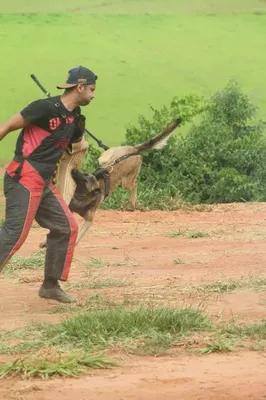 Adestrador de cães a domicílio em Extrema