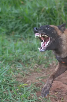 Adestrador de cães a domicílio em Itapeva