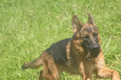 Adestrador de cães em Cambuí