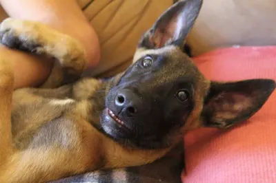 Adestrador de cães em Estiva