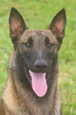 Adestrador de cães em Pouso Alegre