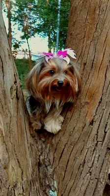 Adestramento Cachorro Filhote na Zona Norte