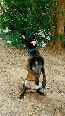 Adestramento de Cães Avançado