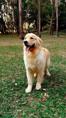 Adestramento de Cachorro em SP