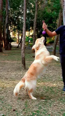 Adestramento de Cachorro na Zona Norte