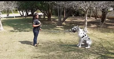 Adestramento de cães em Cambuí
