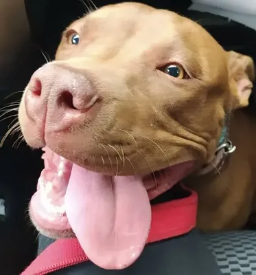 Adestramento de cães em Estiva