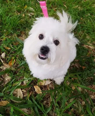 Adestramento de cães em Pouso Alegre