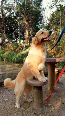 Adestramento de Cães Para Cães de Porte Médio