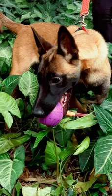 Adestramento de Cães Para Filhotes
