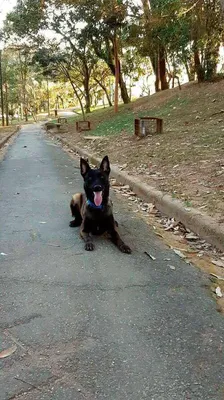 Adestramento de cães para guarda e proteção
