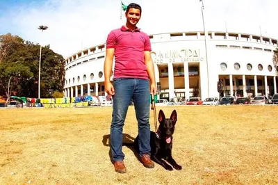 Adestramento de Pastor Alemão em Guarulhos