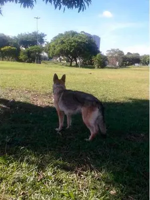 Adestramento de Pastor Alemão na Zona Norte