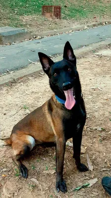 Adestramento de Pastor Alemão nos Jardins