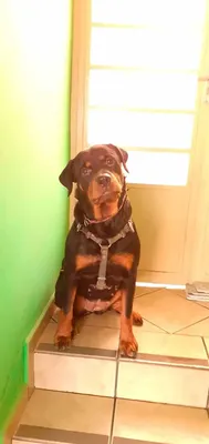 Adestramento de Rottweiler