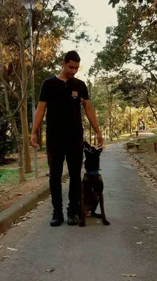 Adestramento Profissional de Cães em Guarulhos