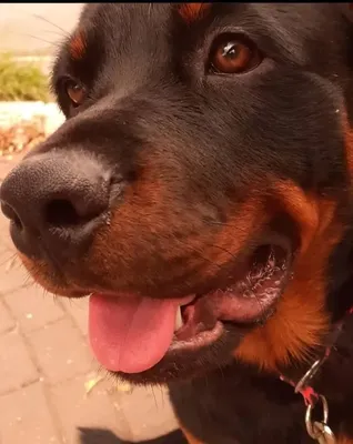 Creche em Pouso Alegre para cães