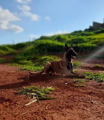 Creche para cachorro em Pouso Alegre