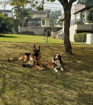 Creche para cães em Pouso Alegre