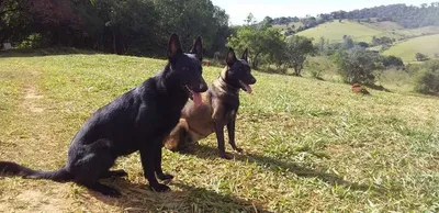 Creche para cães no centro de Pouso Alegre