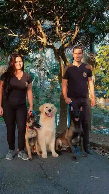 Dog Walker Em Santo André