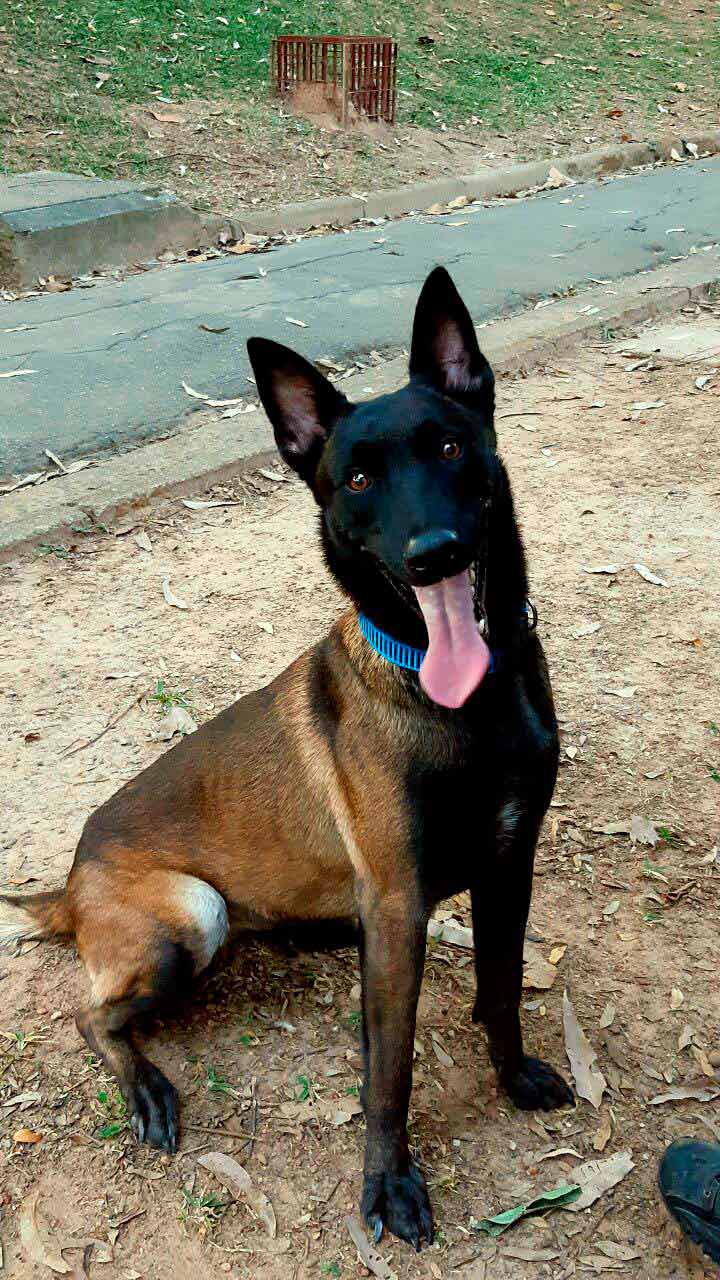 Adestramento de cães para cães de porte grande Imagem