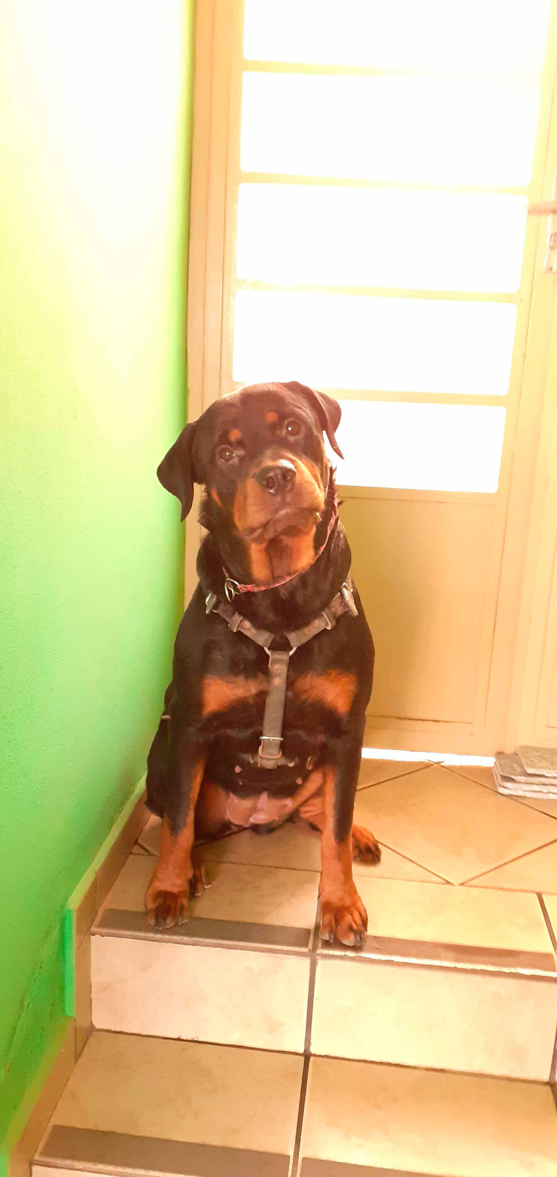 Adestramento de Rottweiler Imagem