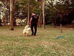 Adestrador de Cachorro em São Paulo