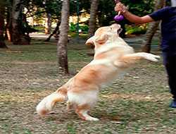 Adestramento de Cachorro na Zona Norte