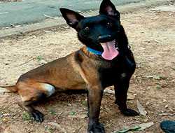 Adestramento de Cães Para Cães de Porte Grande