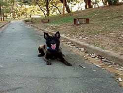 Adestramento de cães para guarda e proteção